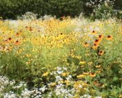 Wildflower garden at Broccolo Tree & Lawn Care
