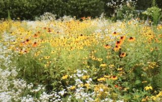 Wildflower garden at Broccolo Tree & Lawn Care