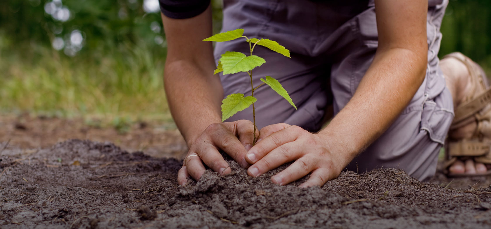 A person planting a tree