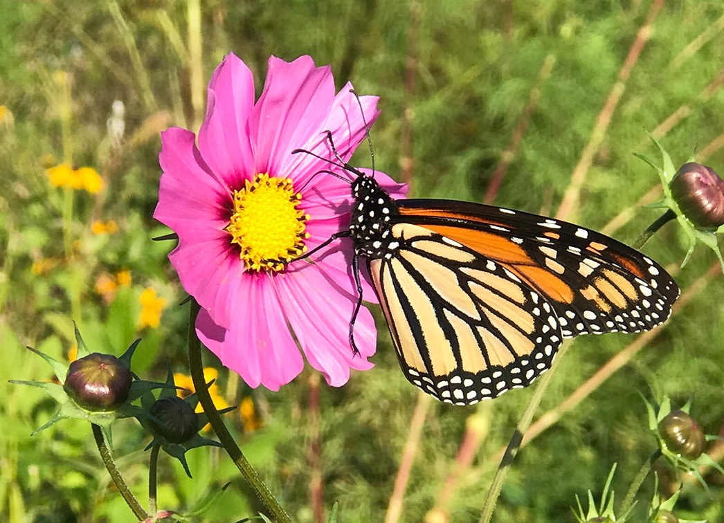 Butterfly on a flower at B-Friendly Farm at the Broccolo Garden Center