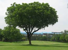 Mature tree