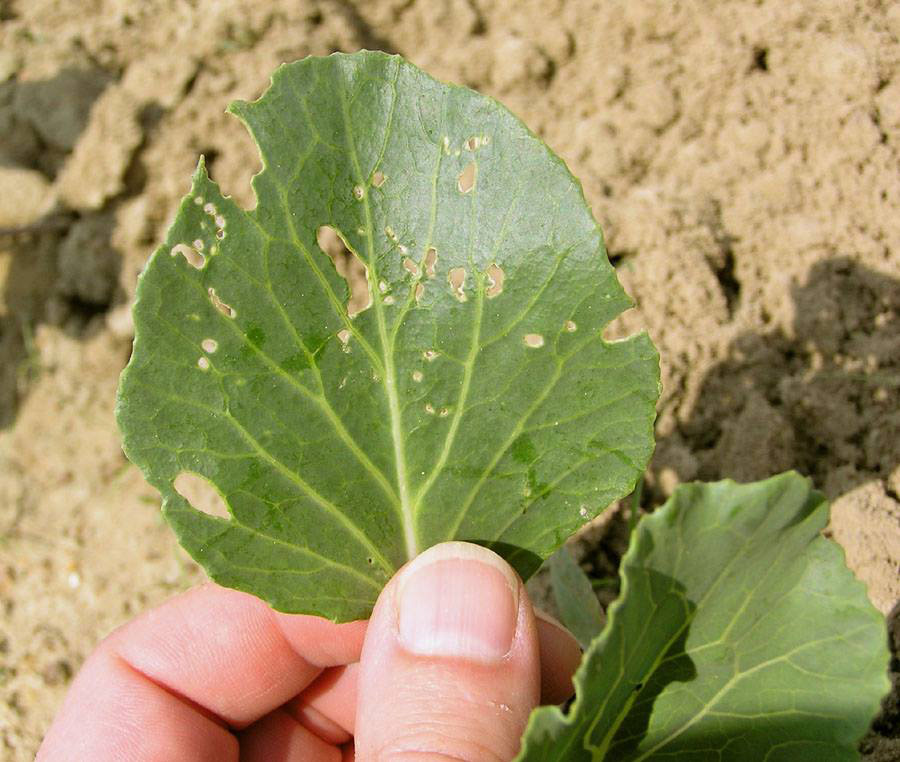 A leaf that has been damaged by plants. Broccolo Tree and Lawn Care's goal is to monitor pest outbreaks before the populations get out of control using a method known as 'Integrated pest management' or IPM.