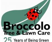 Broccolo Tree & Lawn Care 25 Years of Being Green Logo