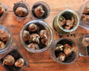 Overhead shot of a range of bulbs in glass jars on a wooden table