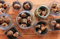 Overhead shot of a range of bulbs in glass jars on a wooden table