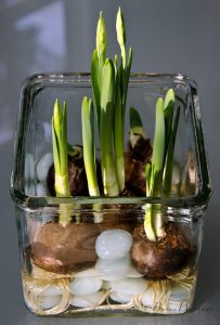 Bulbs potted in water growing