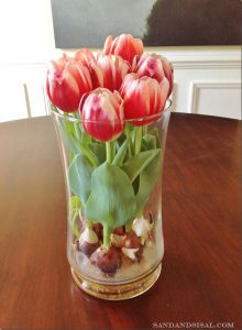 Tulip bulbs potted in water