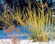 Shrubs in winter. Let Broccolo help you select the right plants to provide texture, color and interest to appreciate the dormant beauty of winter.
