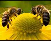 Celebrate Pollinators Workshop at Broccolo Garden Center