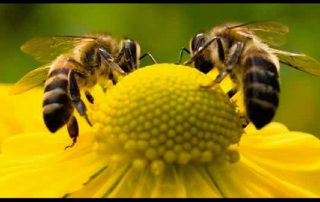 Celebrate Pollinators Workshop at Broccolo Garden Center