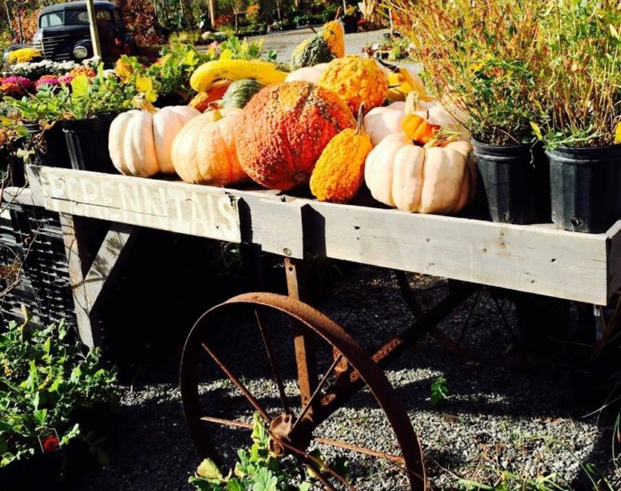 Fall pumpkins, gourds, and plants on a wooden cart at Broccolo Garden Center.