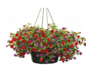 Broccolo Tree & Lawn Care Spring Hanging Basket fundraiser