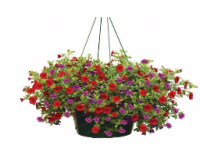 Broccolo Tree & Lawn Care Spring Hanging Basket fundraiser