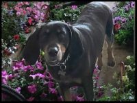 Broccolo's sweet hound dog loves to welcome you to the Garden Center!