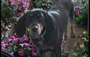 Broccolo's sweet hound dog loves to welcome you to the Garden Center!