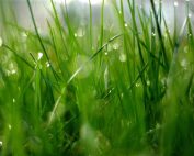 Closeup of grass with rain drops