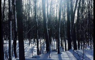 Winter scene in Rochester