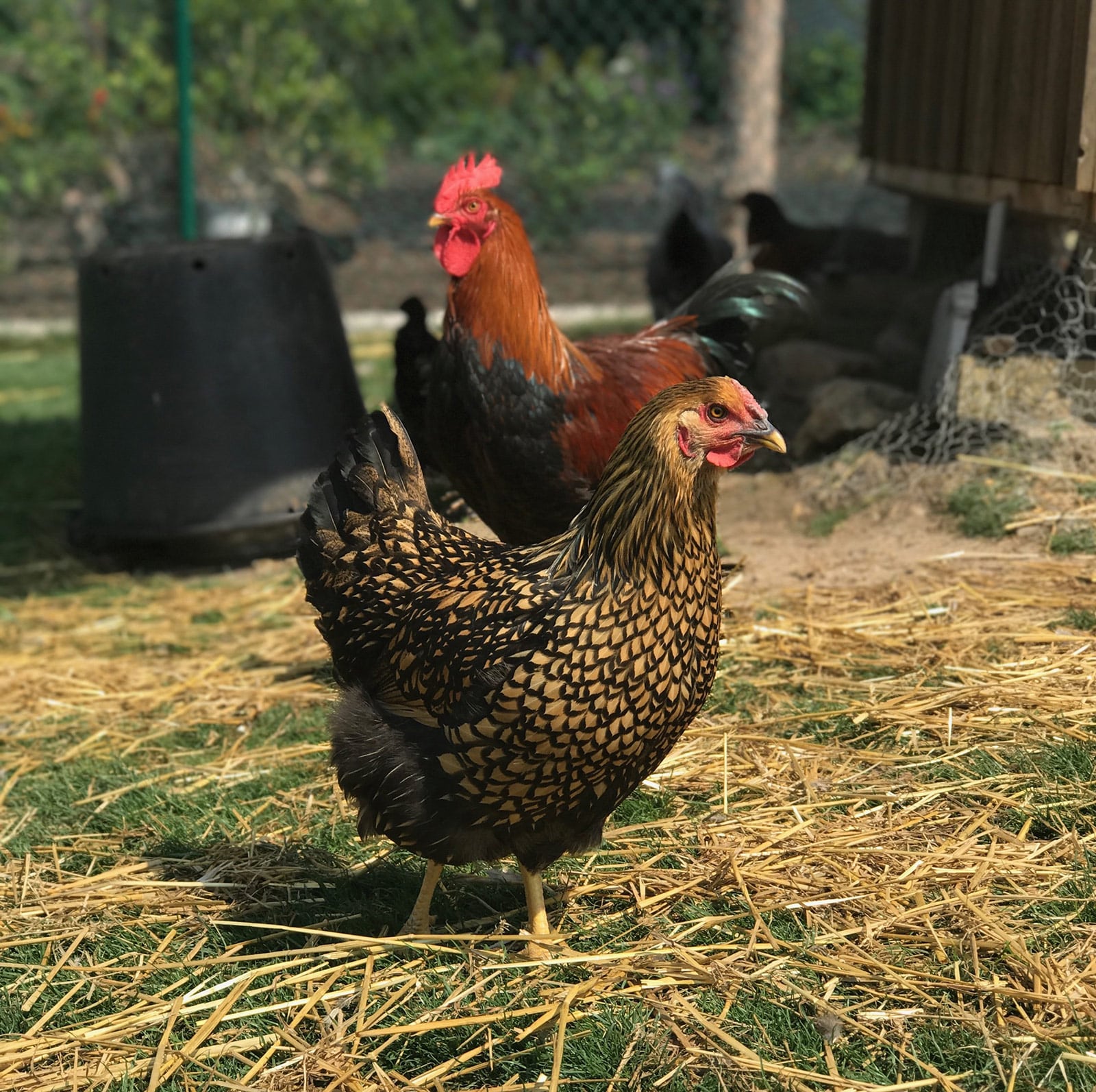 Chickens at Broccolo Garden Center's B-Friendly Farm