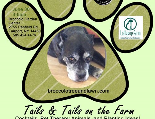 Broccolo Tree & Lawn Care Hosts Fund Raising Event for Lollypop Farm