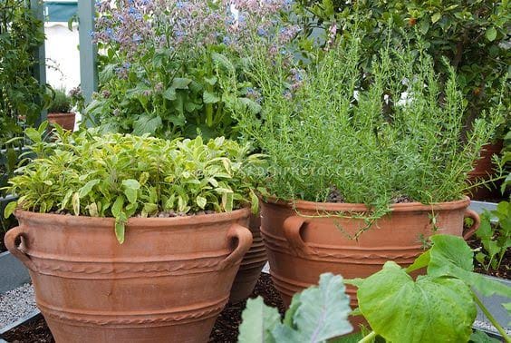 Designing Your Kitchen Garden With the Herbs in Mind class at the Broccolo Garden Center