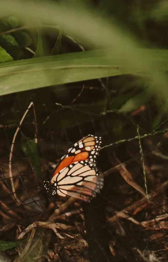 monarch butterfly on grass