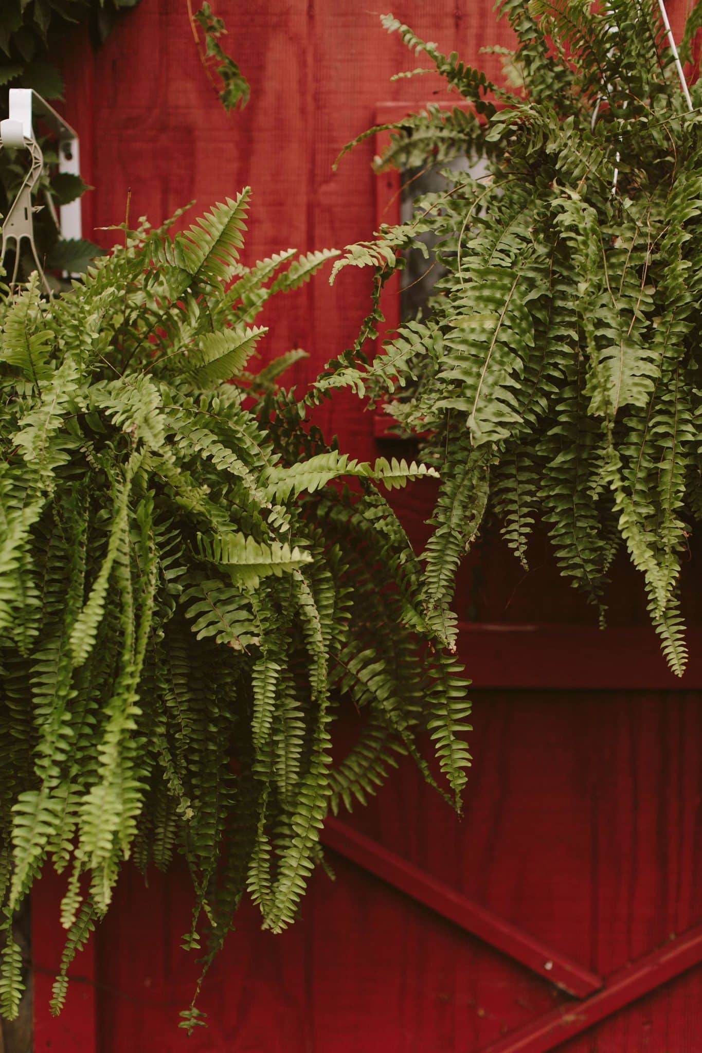 ferns hanging in front of a red wooden wall