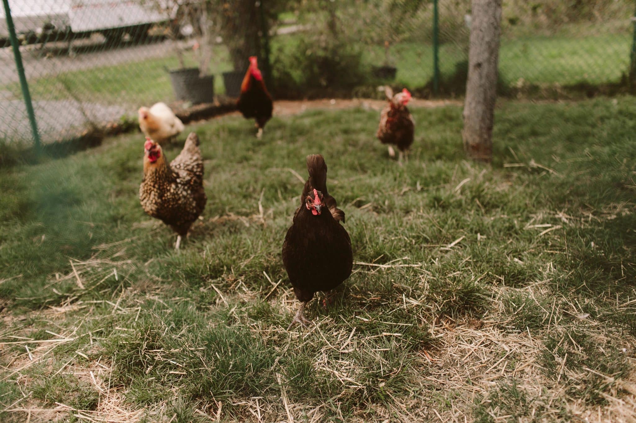 assorted chickens on grass