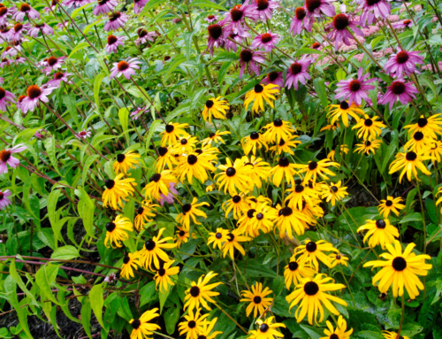 Broccolo’s Top 7 Perennials for Sunny, Dry Spots in Your Garden