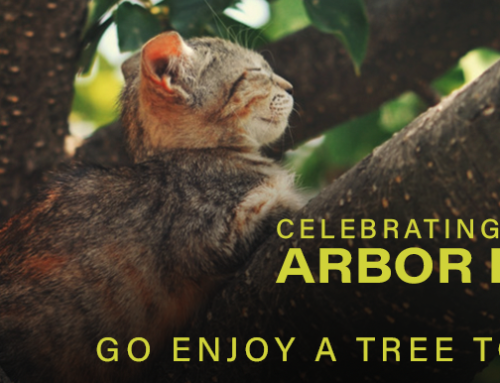 Trees for Arbor Day
