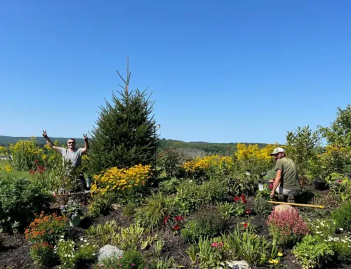 Fall Planting Time! (Bulbs, Mums and More!)